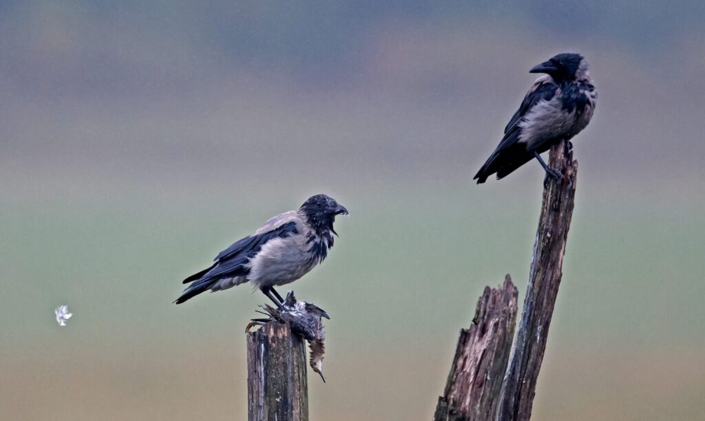 Liian suuri pesimättömien varisten joukko aiheuttaa luontovahinkoa Vanhankaupunginlahdella. © Micha Fager